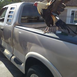 Meet your Posher, Tomas